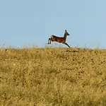 Vento D'orcia