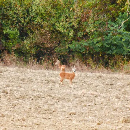 Vento D'orcia Gospodarstwo agroturystyczne
